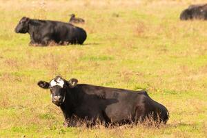 esta hermosa campo de vacas De Verdad muestra el tierras de cultivo y cómo abierto esta zona es. el negro bovinos estirado a través de el hermosa verde prado fuera pasto con el nublado cielo arriba. foto