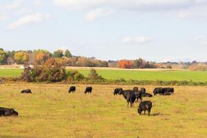 This beautiful field of cows really shows the farmland and how open this area is. The black bovines stretched across the beautiful green meadow out grazing with the cloudy sky above. photo