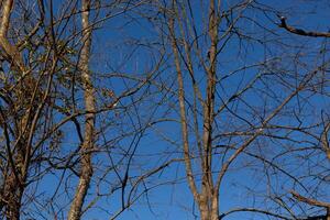 The look of these pretty brown limbs stretching into the sky is quite stunning. The branches with no leaves due to the winter season look like skeletal remains. photo