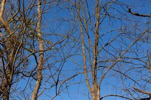 The look of these pretty brown limbs stretching into the sky is quite stunning. The branches with no leaves due to the winter season look like skeletal remains. photo
