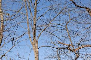 The look of these pretty brown limbs stretching into the sky is quite stunning. The branches with no leaves due to the winter season look like skeletal remains. photo