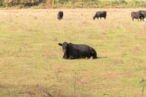 esta hermosa campo de vacas De Verdad muestra el tierras de cultivo y cómo abierto esta zona es. el negro bovinos estirado a través de el hermosa verde prado fuera pasto con el nublado cielo arriba. foto