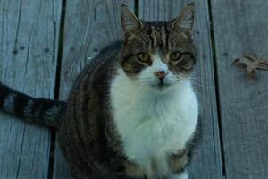 This cute tabby cat was sitting outside the door of my deck when I took the picture. The feline is here for food and seems to be begging. I love her stiped fir and pretty eyes. photo