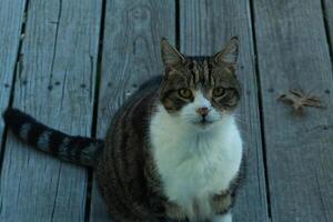 This cute tabby cat was sitting outside the door of my deck when I took the picture. The feline is here for food and seems to be begging. I love her stiped fir and pretty eyes. photo