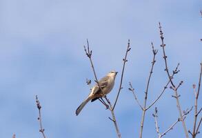 This beautiful Northern Mockingbird was sitting here perched at the top of the tree. The little grey body blending in to the surroundings. This avian seems really comfortable here. photo