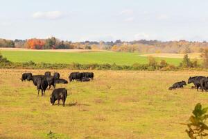 This beautiful field of cows really shows the farmland and how open this area is. The black bovines stretched across the beautiful green meadow out grazing with the cloudy sky above. photo