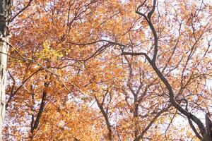 Autumn time when the leaves change to a pretty brown, orange and yellow color. This makes the tree look like it is on fire. The Fall foliage really stands out right before the leaves drop. photo