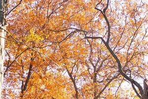 otoño hora cuando el hojas cambio a un bonito marrón, naranja y amarillo color. esta hace el árbol Mira me gusta eso es en fuego. el otoño follaje De Verdad soportes fuera Derecha antes de el hojas gota. foto