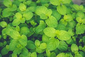 menta hojas son fragante verde plantas y son medicinal plantas de fuerte dientes y Fresco hiedra es un cubrir de tropical vegetación, adecuado para Cocinando y medicamento. foto