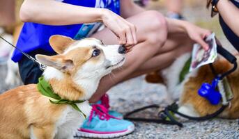 The hand is feeding the dog. photo