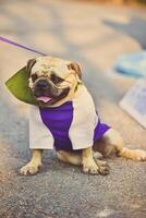 Cute pug dog sitting down to the ground photo