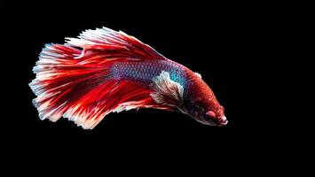 Fish from thailand is colorful on black background  hlaf moon photo