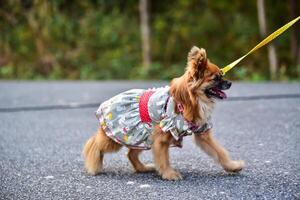 dog running exercise on the road with owner, exercise in the morning photo