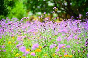 Verbena bonariensis purple in the park photo