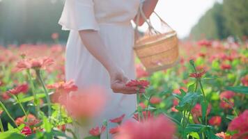 mujer manos toque hermosa rosado flores y llevar un cesta de flores a el casa. el palma de un hermosa mujer extiende pasado el cámara. video