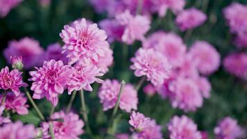 top visie van roze bloem tuin in helder zonlicht video