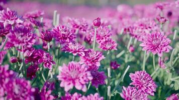 många skön rosa blommor. sommar dag i ett otroligt skön blommande trädgård. video