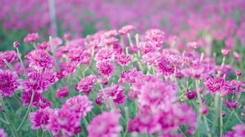 viele schön Rosa Blumen. Sommer- Tag im ein unglaublich schön blühen Garten. video