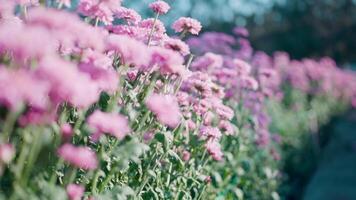 Look at the flowers from below and slowly rotate them. video