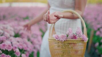 kvinna väljer skön blommor från en trädgård till dekorera henne Hem. video