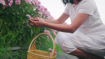 contento mujer en hermosa vestir adornos flores en jardín video