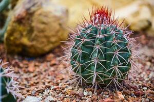 Cactus held in a garden that looks arid photo