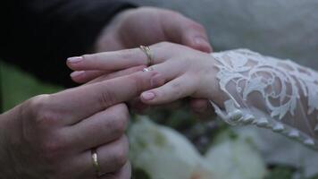 bruid slijtage ring Aan bruidegom vinger. de bruidegom zet de bruiloft ring naar vinger van de bruid. huwelijk handen met ringen. vogeltje draagt de ring Aan de vinger van de bruidegom video