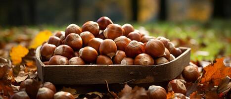 AI generated Rustic display of hazelnuts and chestnuts in wooden boxes. photo