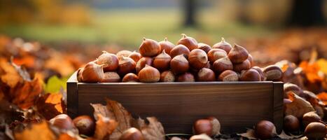 AI generated Rustic display of hazelnuts and chestnuts in wooden boxes. photo