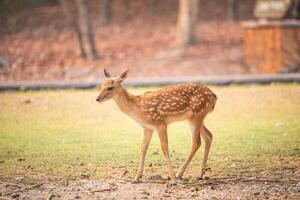 Roe deer standing in the field looking for food photo