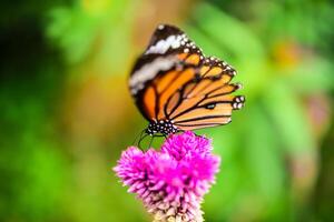 Butterflies fly to flower islands in the midst of nature. photo
