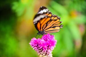 mariposas mosca a flor islas en el medio de naturaleza. foto