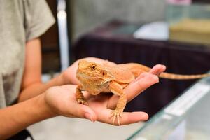 Orange lizards are on hand to explore. photo