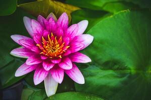 Lotus water floating on the surface of the pool photo