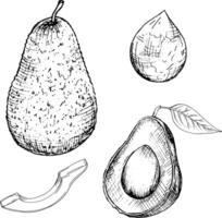 graphic vector image of whole avocado fruit, avocado halves, pieces, leaves, hand drawing.