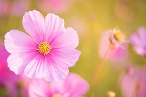 Pink cosmos bloom in the garden is beautiful photo