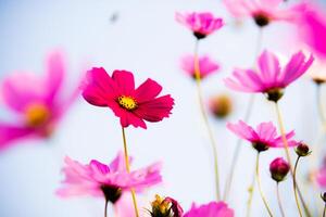 Red cosmos bloom in the garden photo