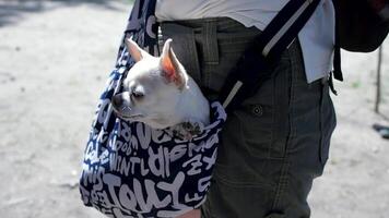 weinig lief hond in de donker blauw zak van reiziger, zonnig dag. klem. weinig wit hond in reizen tas. de concept van op reis met huisdieren video