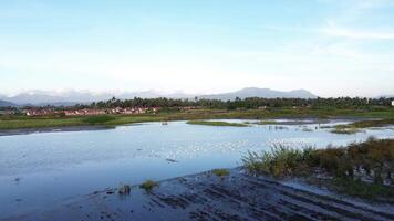 Aerial view of a Flock of Birds at Wetland video