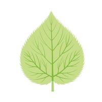 Green Linden Leaf Vector Illustration