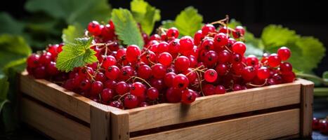 AI generated Vibrant red currants in a wooden crate against a dark background. photo