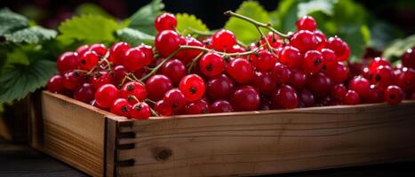 AI generated Vibrant red currants in a wooden crate against a dark background. photo