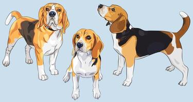 vector sketch serious dog Beagle breed