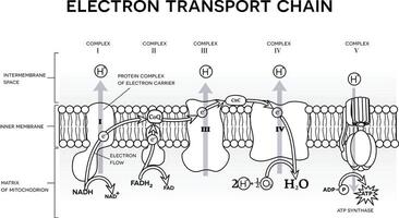 un electrón transporte cadena negro y blanco ilustración vector