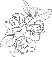 blanco jazmín flor dibujo, realista jazmín flor dibujo, Arte jazmín flor dibujo, línea Arte sencillo jazmín flor dibujo, realista jazmín flor lápiz dibujo vector