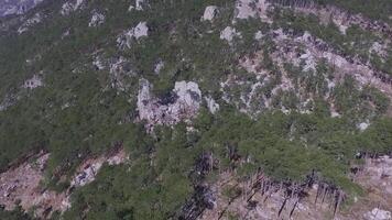 Autumn forest aerial view. Shot. Coniferous Forest tree Background foggy wild woods landscape Travel concept. Overhead aerial view of a evergreen mountain forest video