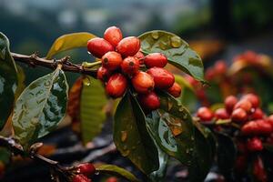 AI generated Close-up of coffee fruit at a coffee farm on a branch, Colombia photo