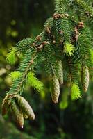 Spruce cone on a branch of a spruce tree in the forest in nature photo