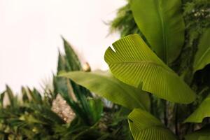 green foliage on a white background. Place for the inscription photo