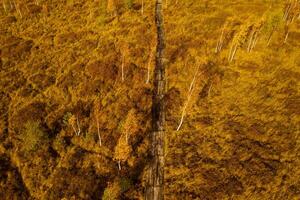 An aerial view of an autumn bog in Yelnya, Belarus, autumn. Ecosystems ecological problems climate change photo